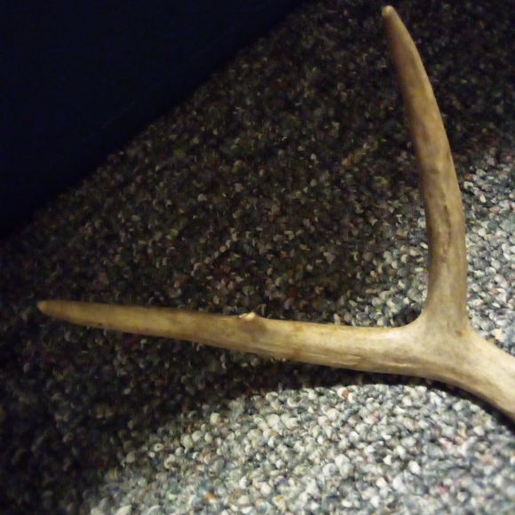 Set Of Whitetail Deer Antlers Naturally Shed - Picture 5 of 7